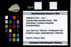 Foto (Objekt + Etikett) von Goniodromites bidentatus (Reuss, 1858)  (NHMW-GEO-1990-0041-2709)